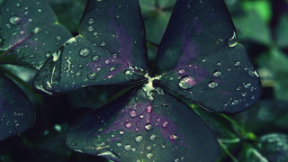 Purple flower water droplets macro 26 - ann thetis blacker free wallpaper