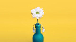 Blue vase white flower yellow - a blue vase free wallpaper