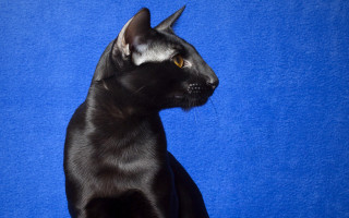 Black cat blue sky starry - surrealism free wallpaper