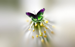 Green purple butterfly flower yellow - butterfly free wallpaper