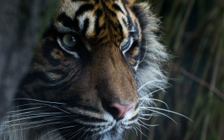 Tiger staring distance blurry background - a tiger free wallpaper