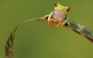 Frog red eyes plant stem - a frog free wallpaper