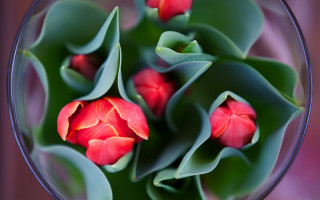 Vase flowers leaves blurry background - anne geddes free wallpaper