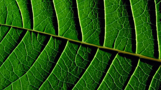 Green leaf macro nature forest - thin free wallpaper