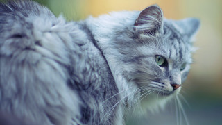 Cat green eyes macro animal - green free wallpaper