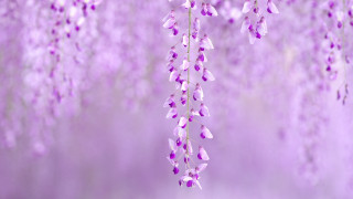 Purple wisteria cherry blossoms falling - rayonism free wallpaper