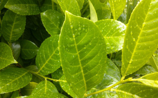 Green leaf water drops macro 49 - a green leaf free wallpaper