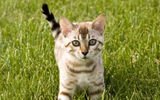 Kitten walking grass green field - a small kitten free wallpaper