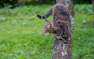 Cat tree grass field shade - a grassy area free wallpaper