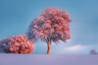 Snowy tree forest autumn leaves - soft free wallpaper