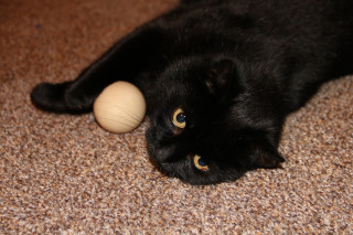 Black cat playing toy brown - the floor of a room free wallpaper