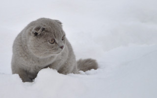 Cat snow surrealism oversized bird - surrealism free wallpaper