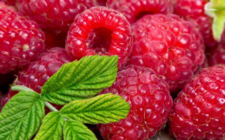 Raspberries leaves water droplets closeup - a table top free wallpaper