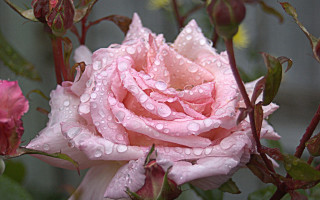 Pink rose water droplets macro 29 - rose free wallpaper
