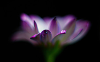 Flower holography macro blurry depth - florianne becker free wallpaper
