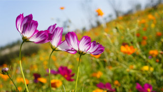 Flower field pink yellow bokeh - a field of flowers free wallpaper