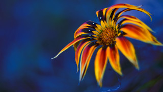 Colorful flower blue background holography - vivid free wallpaper