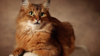 Cat green eyes regal renaissance - serious free wallpaper