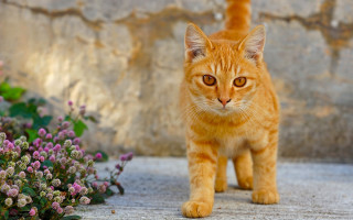 Cat flowers wall orange 3d - a stone wall free wallpaper