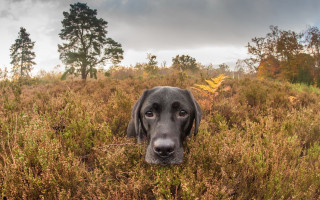 Dog field tallgrass cloudy sky - optical free wallpaper