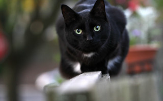 Black cat fence flowers illusion - a wooden fence next free wallpaper