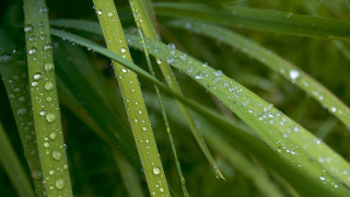 Green plant water droplets macro 16 - a green plant free wallpaper