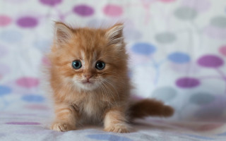 Kitten blue eyes floral bed - floral free wallpaper