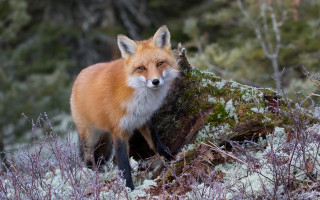 Red fox snowy forest bush - a red fox free wallpaper