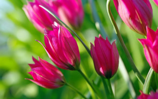 Pink flowers green leaves bokeh 2 - a close up of a bunch free wallpaper
