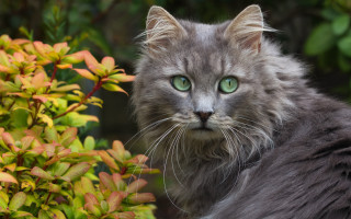 Green eyes cat bush flower - naturalism free wallpaper