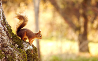Squirrel tree trunk autumn blurry - a squirrel free wallpaper