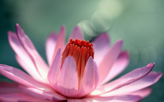 Pink flower red center macro - the middle of the image free wallpaper