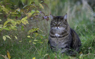 Sad cat in grass blurry 2 - a jigsaw puzzle free wallpaper for desktop