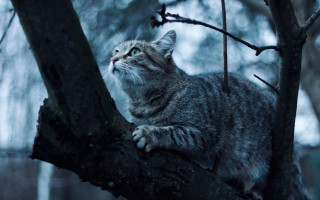 Cat branch outdoor snowy monster - winning free wallpaper