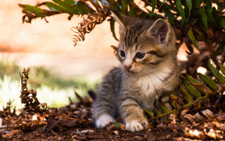 Kitten under tree autumn leaves - naturalism free wallpaper