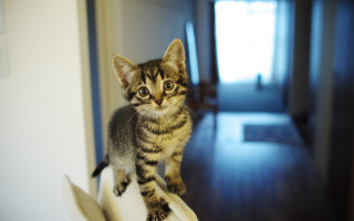 Tiny kitten white hat wooden - a white hat free wallpaper