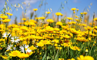 Field flower blue sky autumn - a blue sky in the background free wallpaper for desktop