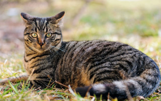 Curious cat laying in grass - curious free wallpaper