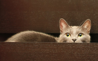 Black cat starry sky yellow - new objectivity free wallpaper