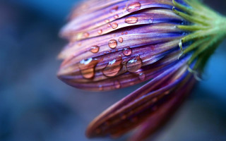 Purple flower water droplets blue - a purple flower free wallpaper