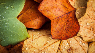 Leaves water droplets macro photorealism - water droplet free wallpaper