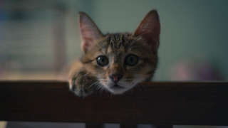 Cat rail shiba inu blurry - wooden free wallpaper