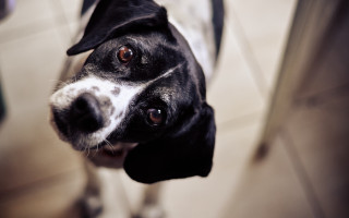 Black white dog sad look 3 - a sad look free wallpaper