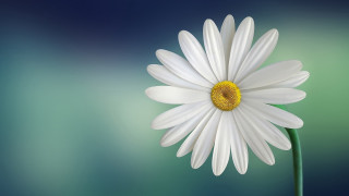 White flower yellow center green 13 - a yellow center free wallpaper