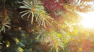 Pine tree sunshine branches christmas - a close up of a pine tree free wallpaper