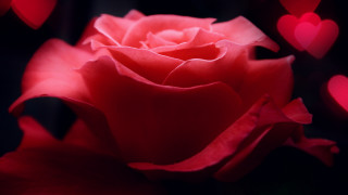 Red rose hearts macro rococo - many free wallpaper