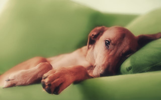 Dog green couch paws open - dof free wallpaper