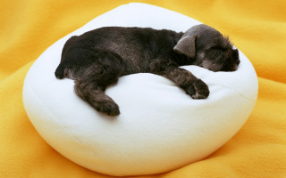 Small black dog sleeping white 2 - anne geddes free wallpaper