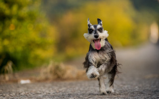 Dog running tongue out outdoors - the side of the road free wallpaper