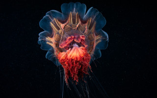 Jellyfish red white night water - jellyfish free wallpaper